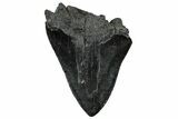 Fossil Megalodon Tooth - South Carolina #325773-2